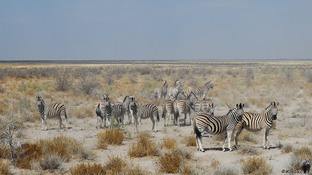 Fünfzehn Zebras stehen auf einer trockenen Ebene.