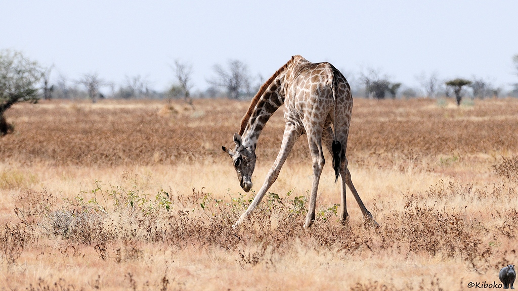 Eine Giraffe steht mit gespreizten Vorderbeinen und tief gebeugten Hals auf einer Ebene mit trockenem Gras um die wenigen grünen Blätter eines kleinen Buschs zu verspeisen.