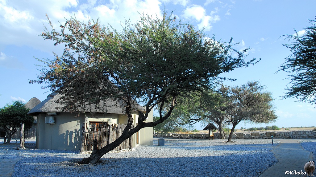 Rundhütte mit Schilfdach steht zwischen kargen Bäumen. Die Abschlußmauer zum Wasserloch ist im Hintergrund zu sehen.