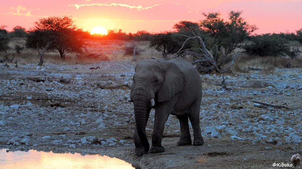 Elefant am Wasserloch mit einer weißen Steinwüste, Büsche und untergehende Sonne im Hintergrund.