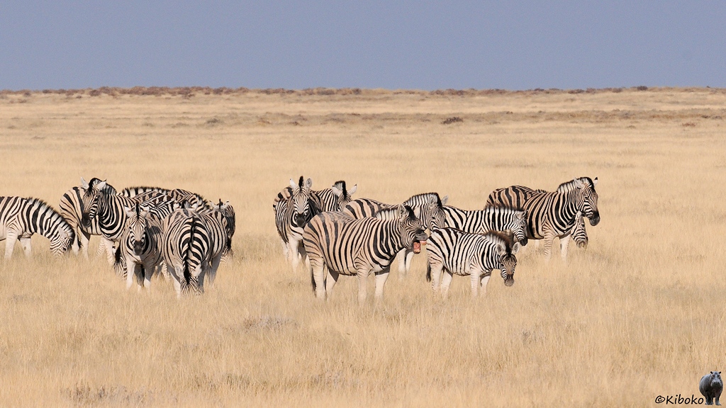 Eine Gruppe Zebras steht auf einer Wiese aus trockenem Gras. Ein Zebra hat ein geöffnetes Maul und zeigt die Zähne.
