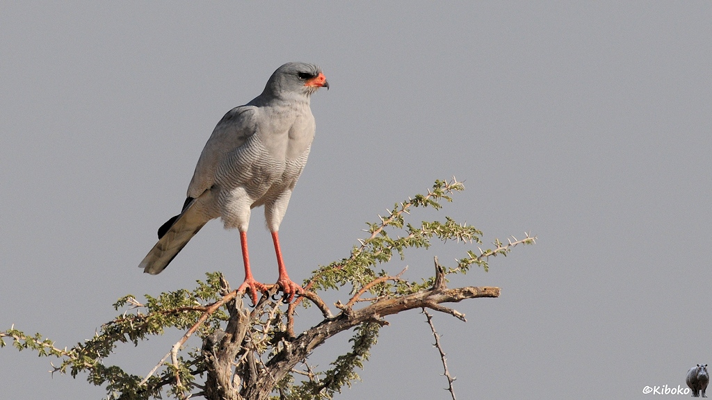 Ein weißer Raubvogel mit grauem Kopf, grauen Flügeln, oranenen Beinen und orange-schwarzer Hakennase sitzt auf einer Baumspitze.