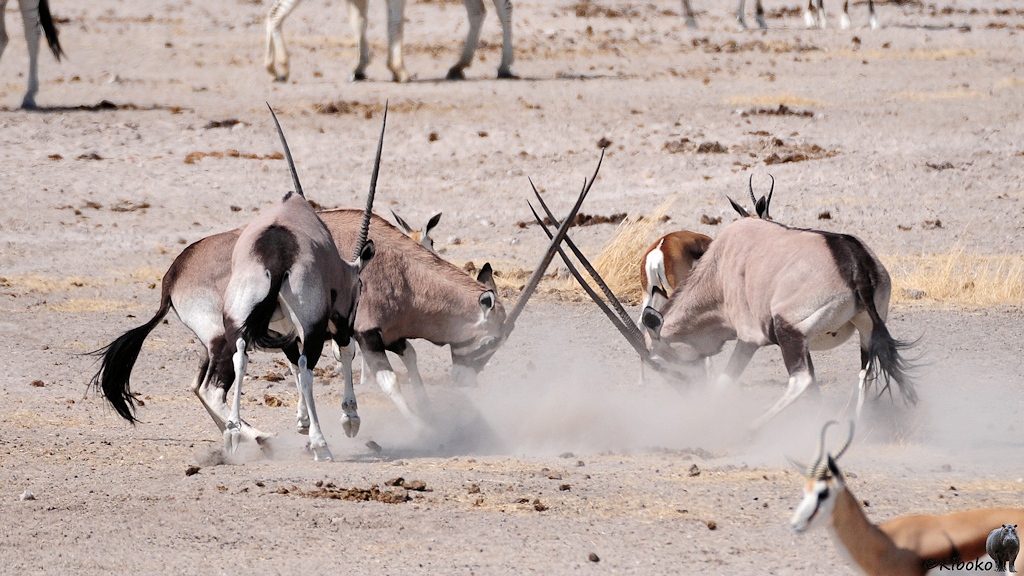Zwei Oryx streiten sich und rangeln mit den Geweihen. Staub wird aufgewirbelt. Ein dritter Ory steht als Schiedsrichter danaben.