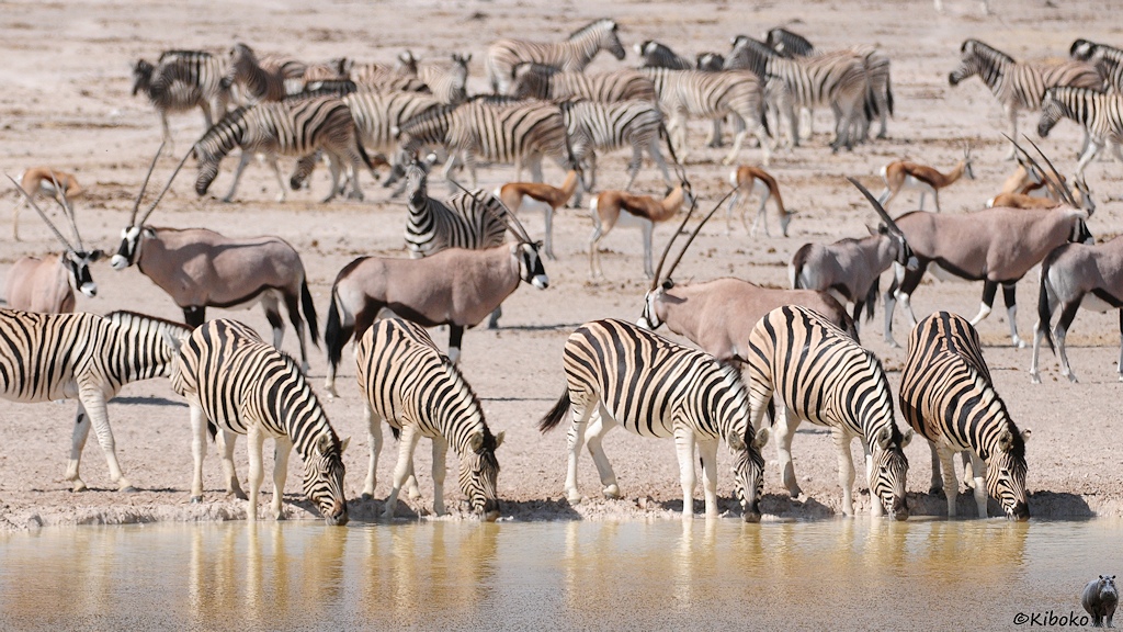 Fünf Zebras trinken am Wasserloch. Weitere Zebras, Oryx und Springböcke warten im Hintergrund.