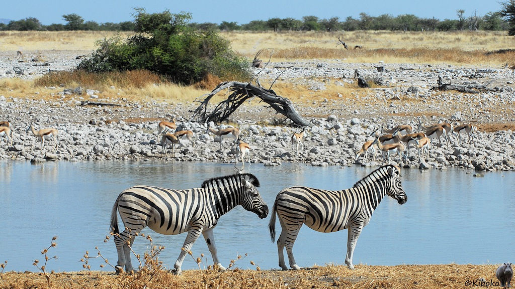 Zwei Zebras stehen seitwärts vor einem Wasserloch. Im Hintergrund sind Springböcke auf weißen Steinen.