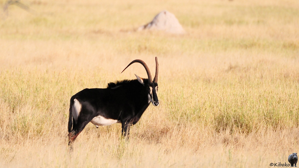 Eine große schwarze Antilope mit langen geschwungenen Geweih steht auf einer trockenen Wiese.