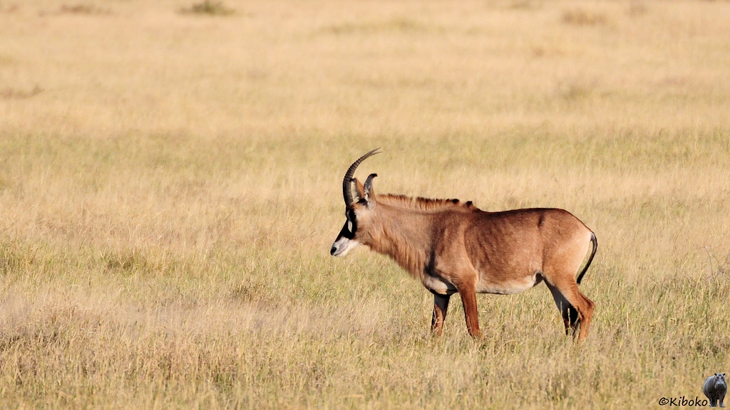 Eine braune Antilope mit schwarz-weißer Gesichtismaske.