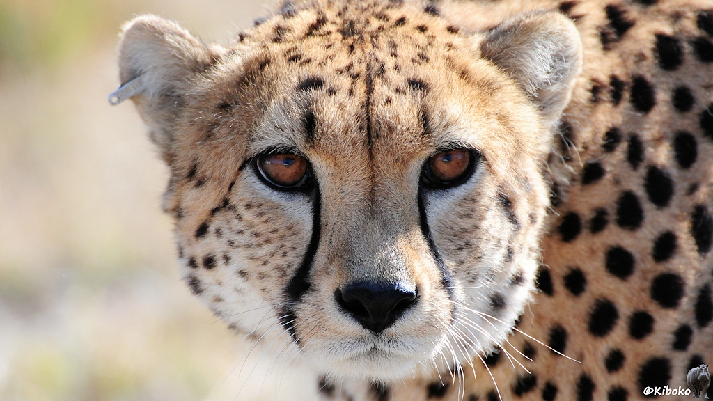 Ein weiteres Porträt eines Geparden direkt von vorn. Der Gepard hat eine Marke im rechten Ohr