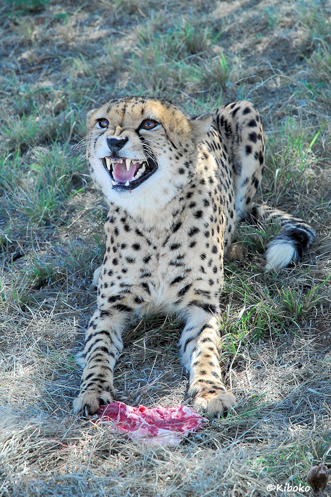 Ein Gepard liegt im Schatten und fletscht die Zähne. Zwischen seinen Vorderpfoten liegt ein Fleischbatzen.
