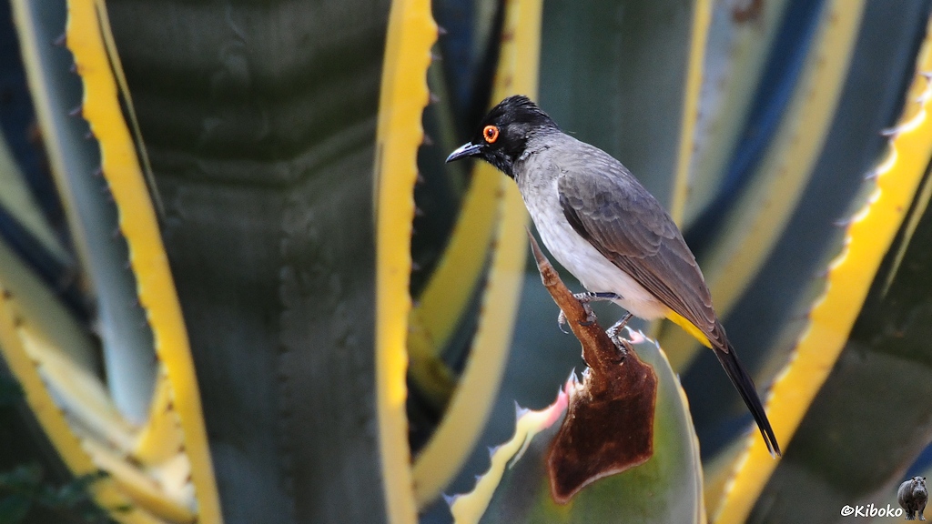 Eine kleiner graubrauner Vogel mit schwarzem Kopf, markantem orangenem Augenring, weißen Bauch, gelben Hintern und schwarzen Schwanz sitzt auf einen großen grün-gelben Kaktus.