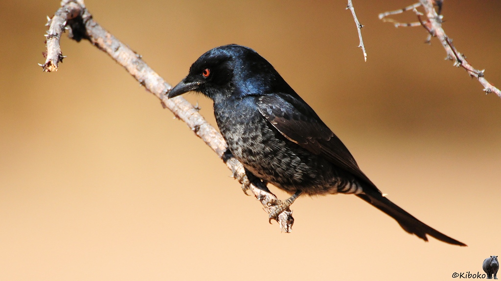 Ein kleiner schwarzer Vogel mit orangenen Augen, dunkelgrau getüpfelter Brust und Gabelschwanz sitzt auf einem trockenen Astende.