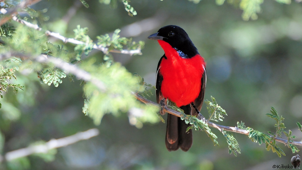 Ein kleiner schwarzer Vogel mit roter Kehle und roten Bauch und weißen Streifen an den Flügeln sitzt auf einem Zweig in einem Busch.
