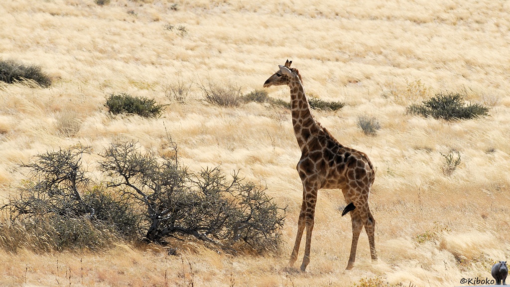 Eine kleine Giraffe steht auf einer fläche aus trockenem Gras.