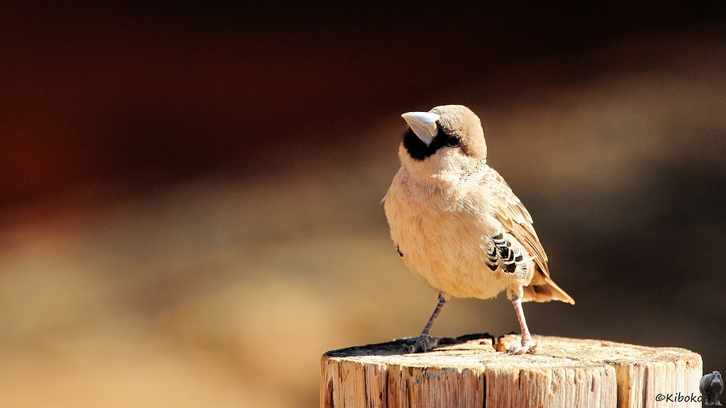Ein kleiner grauer Vogel mit kurzen dicken Schnabel sitzt auf einem Baumstumpf.