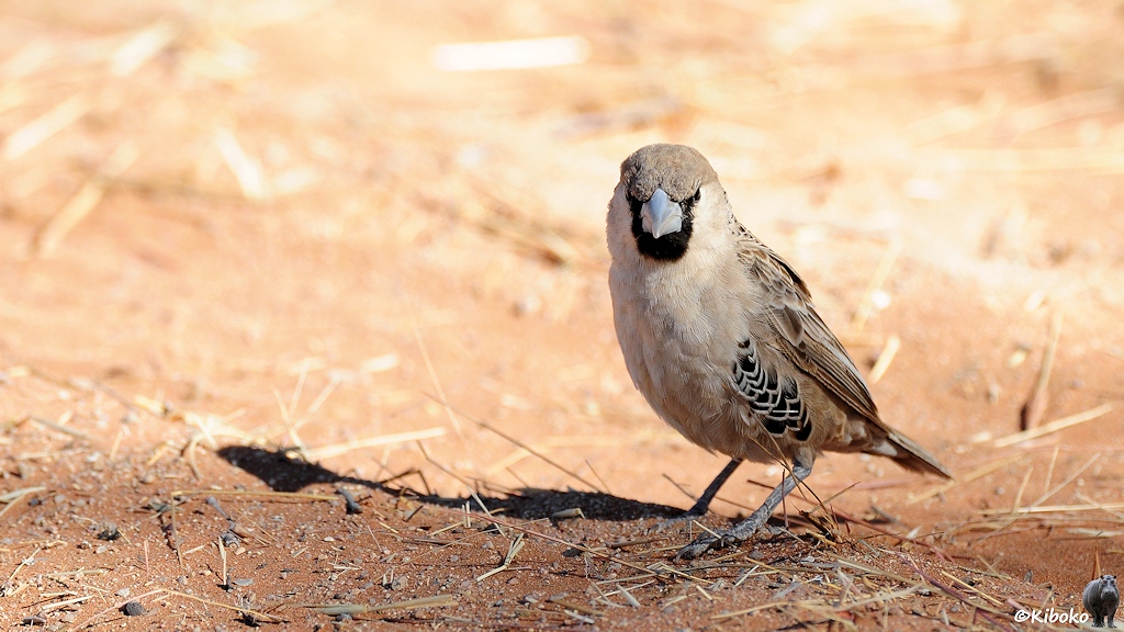 Ein kleiner grauer Vogel mit kurzen dicken Schnabel sitzt auf dem Boden.