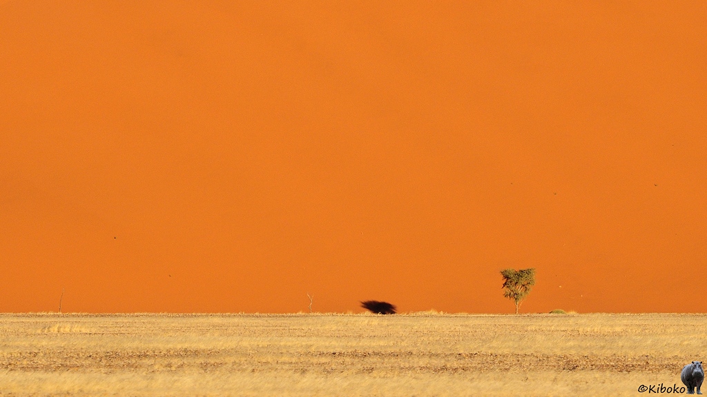 Vor einer kräftig orangenen Düne steht ein kleiner Baum und wirft des Schatten auf den Fuß der Düne.