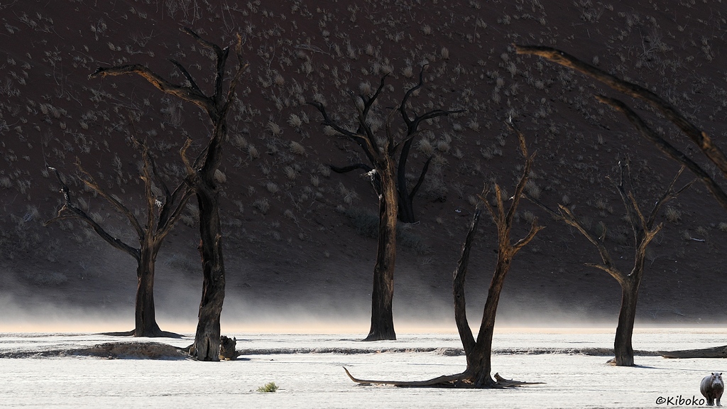 Fünf schwarze Baumstämme stehen vor einer dunklen Dünenwand. Auch hier weht weißer Sand in Bodennähe durch das Bild.