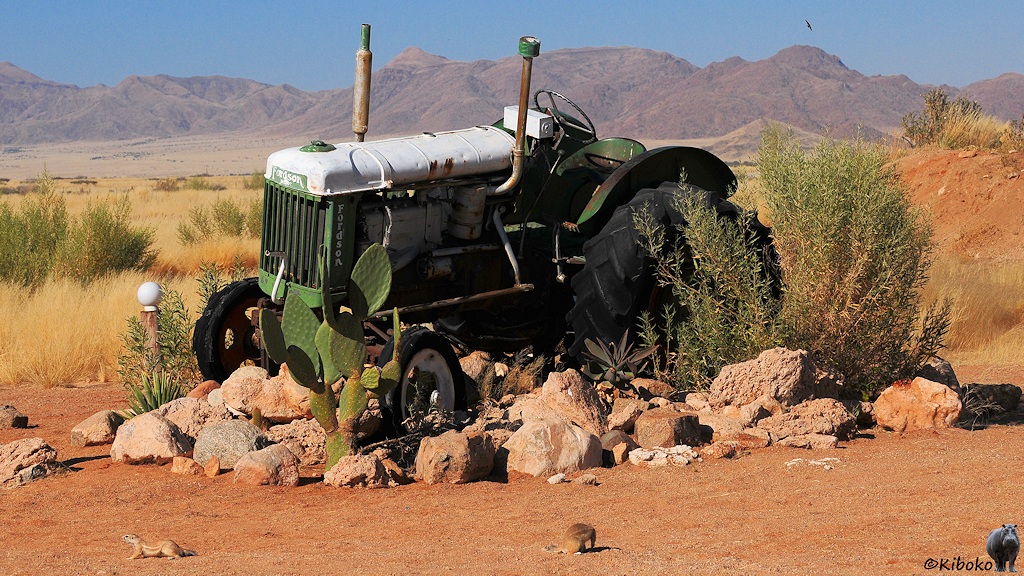 Ein grün-gelber Traktor rostet auf einem Steinhaufen zwischen Kakteen.