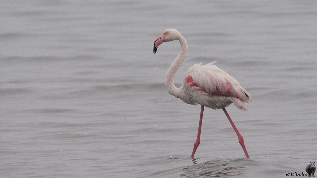 Ein blassrosafarbener Flamingo mit rosaroten beinen und rosaroten Streifen stelzt durch flaches graues Wasser.