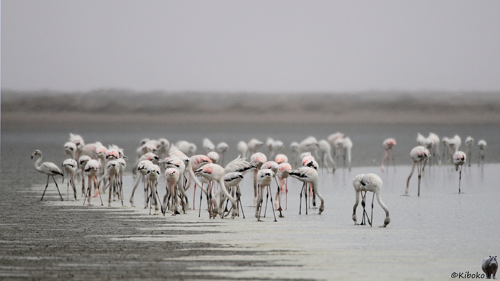 Viele weiße und rosafarbene Flamingos stehen im Flachwasser am Rand der Lagune.