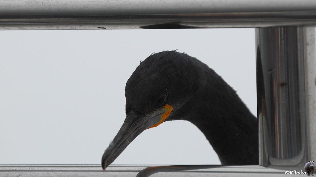 Ein Vogel steckt seinen langen schwarzen Hals durch die verchromten Rohre der Reling.