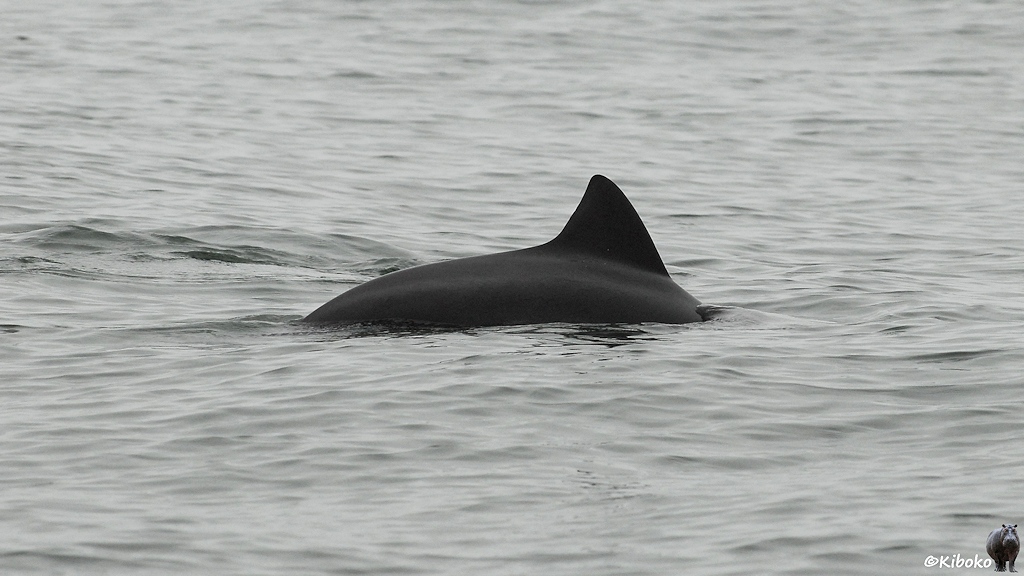 Ein dunkler Delfin zeigt seinen Rücken und seine Rückenflosse.