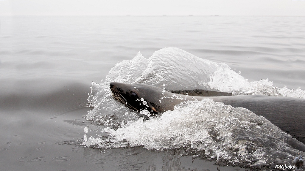 Ein Seelöwe schwimmt durch eine Welle. Das Wasser spitzt.