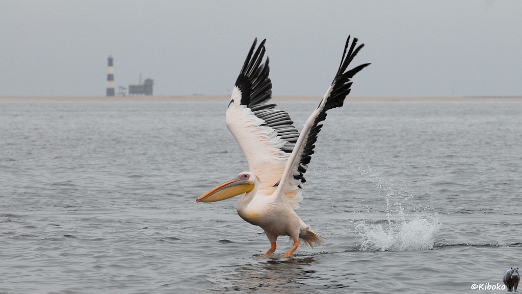Ein Pelikan steht mit ausgebreiteten Flügeln auf dem Wasser. Im Hintergrund ist eine Sandbank mit einem schwar-weiß geringelter Leuchtturm.