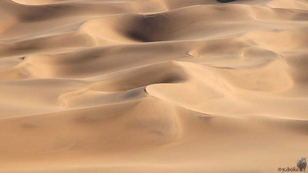 Dünen in der Wüste.