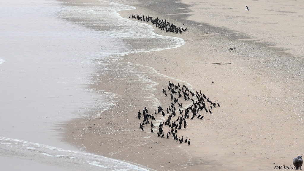 Zwei Gruppen schwarzer Vögel stehen am Strand.
