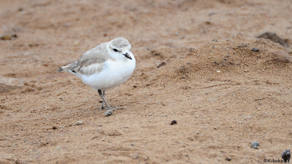 Ein kleiner weißer Vogel mit graubrauner Kappe und graubraunen Flügeln sucht am Strand nach Nahrung.