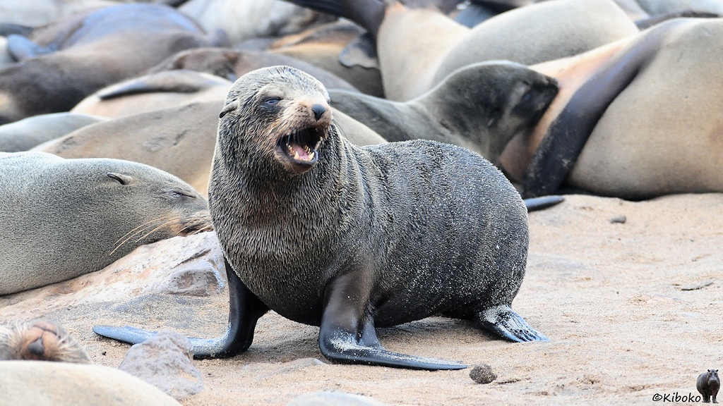 Ein junger Seelöwe robbt durch die Kolonie und schreit.