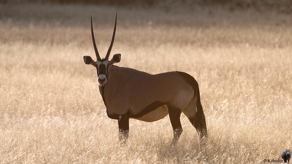Hellbraune Antilope mit schwarz-weißer Gesichtsmaske und langen geraden Hörnern im Gegenlicht auf auf einer Wiese mit trockenem Gras.