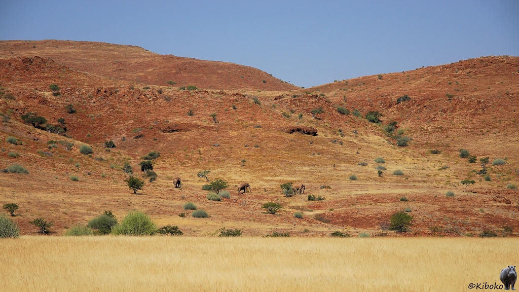 Drei Elefanten ziehen an einem Berghang aus roten Felsen und vereinzelnten Büschen entlang.