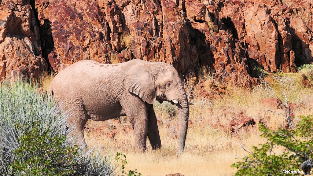 Ein Elefant mit sehr kurzen Stoßzähnen steht hinter Büschen vor rotbraunen Felsen.