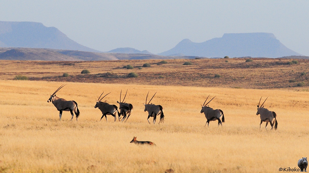 Sechs Antilopen flüchten über eine Ebene aus trockenem Gras. Ein Schakal läuft im Vordergrund. Tafelberge sind im Hintergrund.