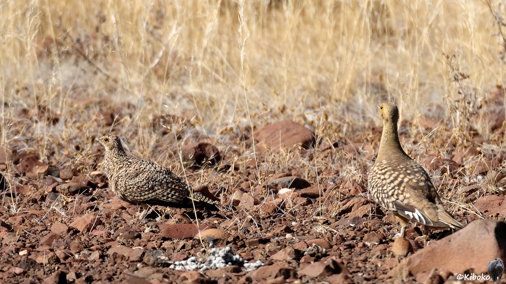 Zwei braune Hühnervögel mit weißen Flecken im Gefieder sitzen gut getarnt auf dem rotbraunem Boden zwischen trockenem Gras.