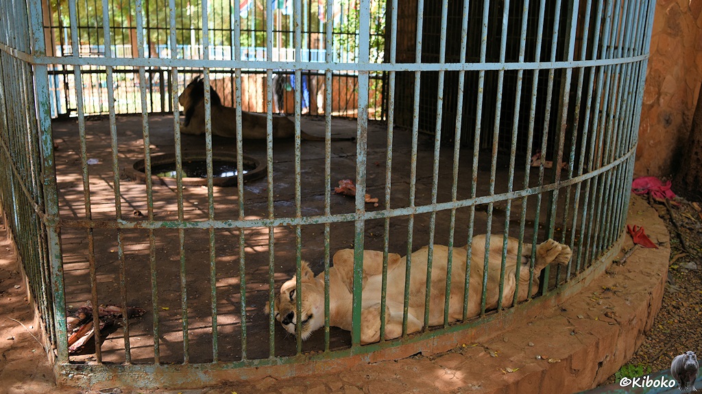 Das Bild zeigt eine Löwing auf dem Rücken liegen auf einer Betonplatte hinter hellblauen Metallstäben. Auf der andere Seite vom Käfig ist ein Löwe.