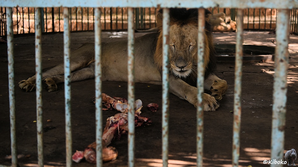 Das Bild zeigt einen schlafenden, liegenden Löwen auf einem Betonbode hinter hellblauen Gitterstäben. Im Vordergrund iegen abgenagte Knochen.