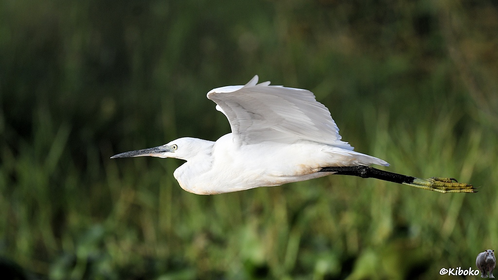 Das Bild zeigt einen schlanken weißen Vogel im Flug. Der Vogel hat einen schwarzen Schnabel, schwarze Beine und gelbe Füße.