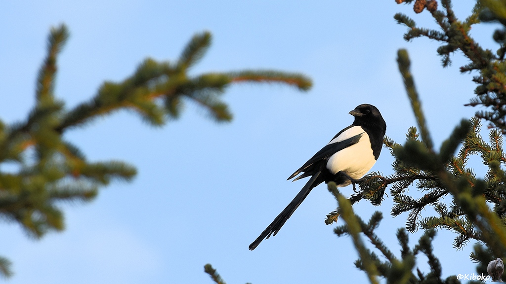 Das Bild zeigt einen weiß-schwarzen Rabenvogel auf einen Zweig eines Nadelbaumes im Sonnenlicht.