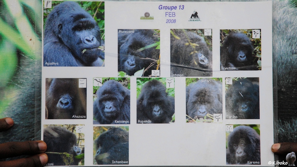 Das Bild zeigt eine Tafel mit 12 Gorillabildern mit Namen und Nasenmerkmalen.