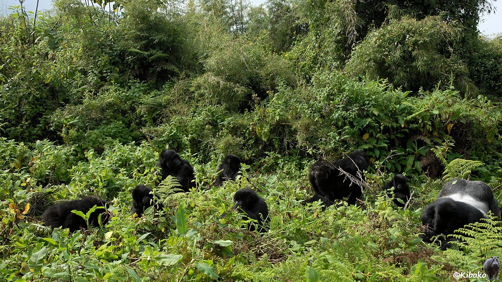 Das Bild zeigt zehn Gorillas auf dem Boden in einer Lichtung sitzen. Farne und Schlingpflanzen bedecken sie teilweise. Im Hintergrund ist Bambusgestrüpp.