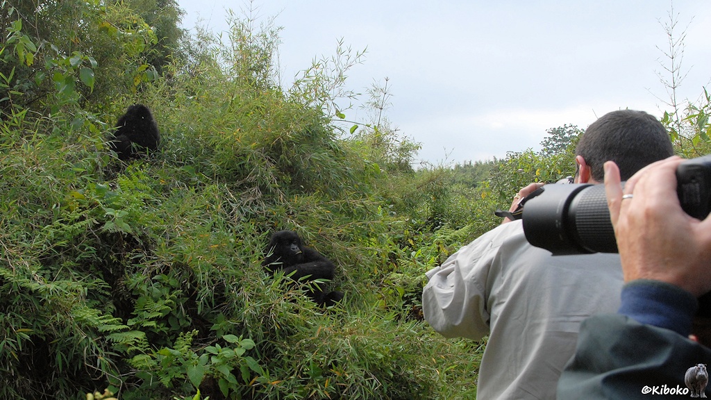 Das Bild zeigt zwei Fotografen am rechten Bildrand, die zwei junge Gorillas auf einem Bambusdickicht fotografieren.