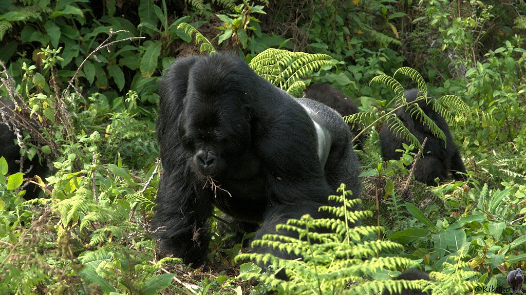 Das Bild zeigt einen Gorillamann der zwischen der Schlingpflanzen rausrupft und die Wurzeln verspeist.