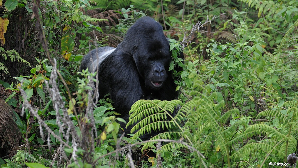 Das Bild zeigt einen Gorillamann mit silbernen Rücken auf allen Vieren durch Schlingpflanzen und Farne laufen. Nur oder Oberkörper und der Kopf schauen aus dem Grünzeug heraus. Der Mund ist leicht geöffnet.