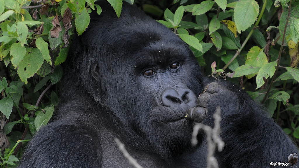 Das Bild zeigt das Porträt eines Gorillamännchens. Der Gorilla schaut direkt in die Kamera. Eine Hand hält er sich an den Mund. Im Hintergrund sind Blätter. Im Vordergrund sind ein paar unscharfe Zweige.