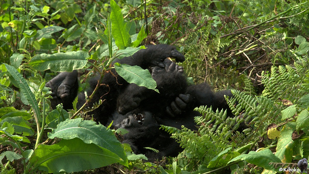Das Bild zeigt ein Fellknäuel zwischen hohen Schlingpflanzen. Ein kleiner Gorilla zeigt die Zähne. Hände und Füße ragen aus der Fellkugel raus.