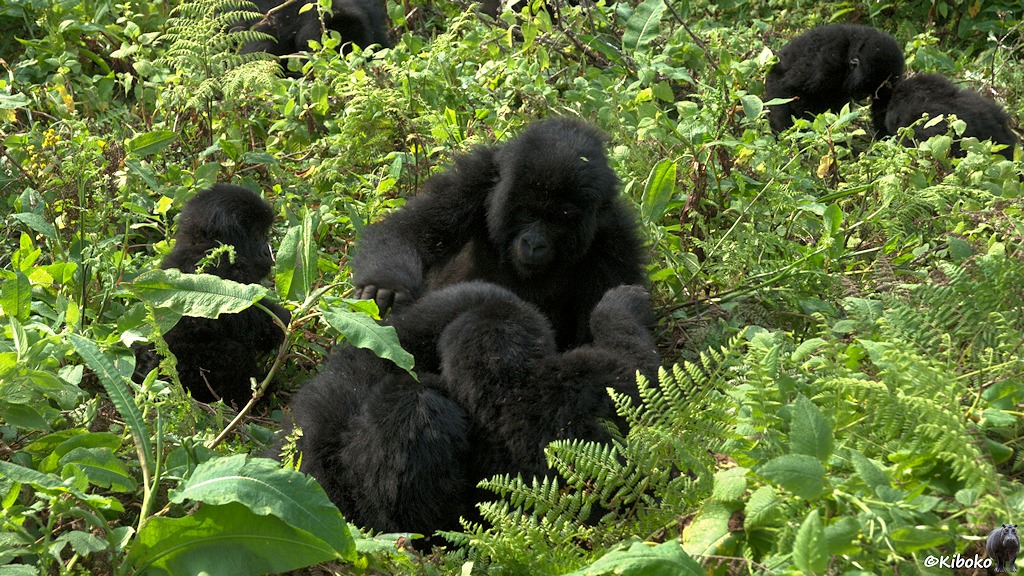 Das Bild zeigt ein Fellknäuel auf fünf raufenden Gorillakindern. Aus dem Knäuel schauen einzelne Arme, Beine und Köpfe heraus. In .