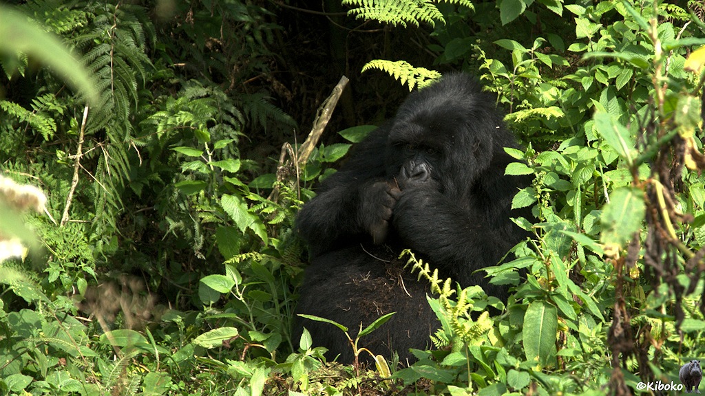 Das Bild zeigt eine Gorilladame, die sehr entspannt zwischen hohen Pflanzen sitzt und Wurzeln frisst. Erde und Wurzelreste liegen auf ihrem Bauch.
